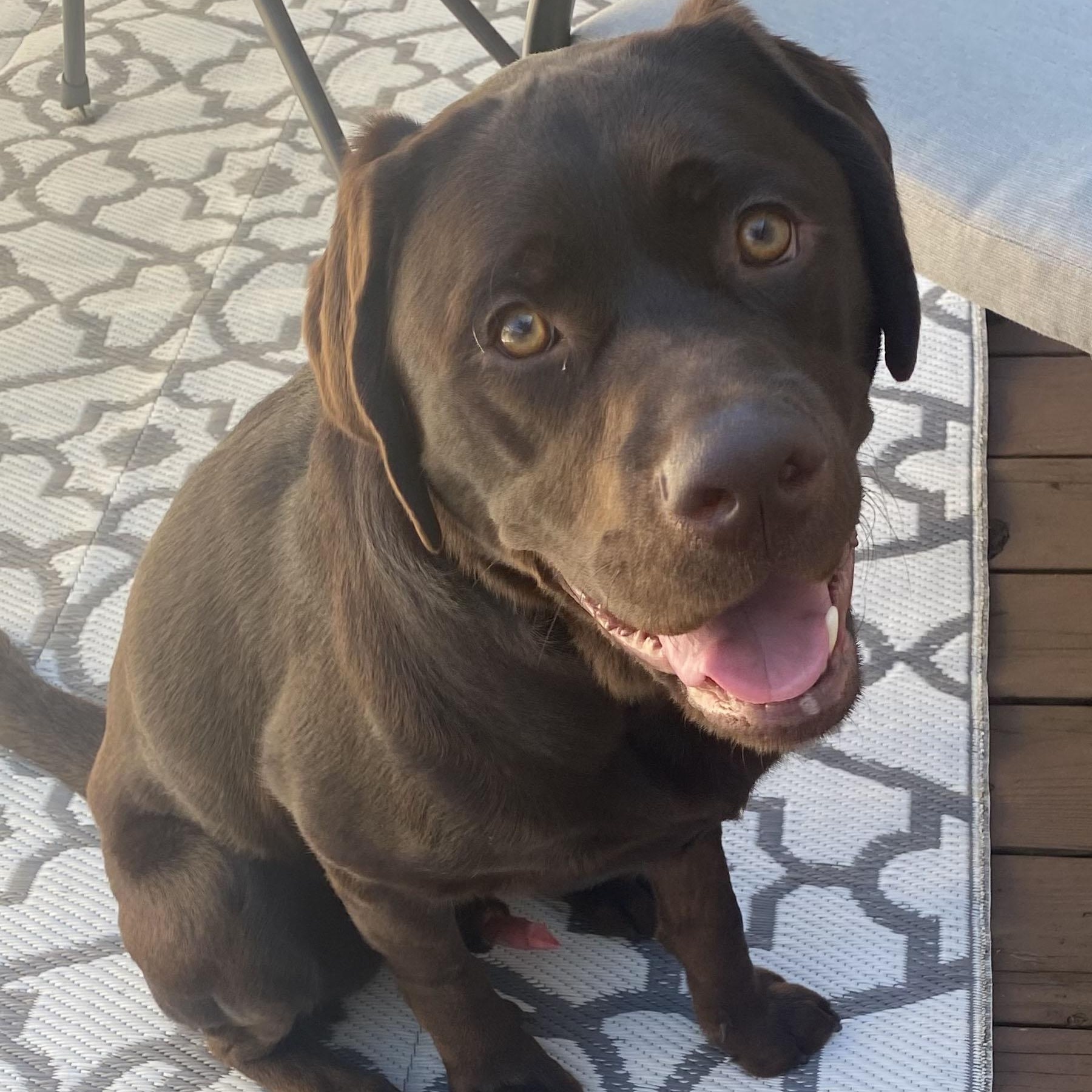 Enlarge Hunter, a ADOPTABLE Labrador Retriever in San Francisco, CA image 1/5