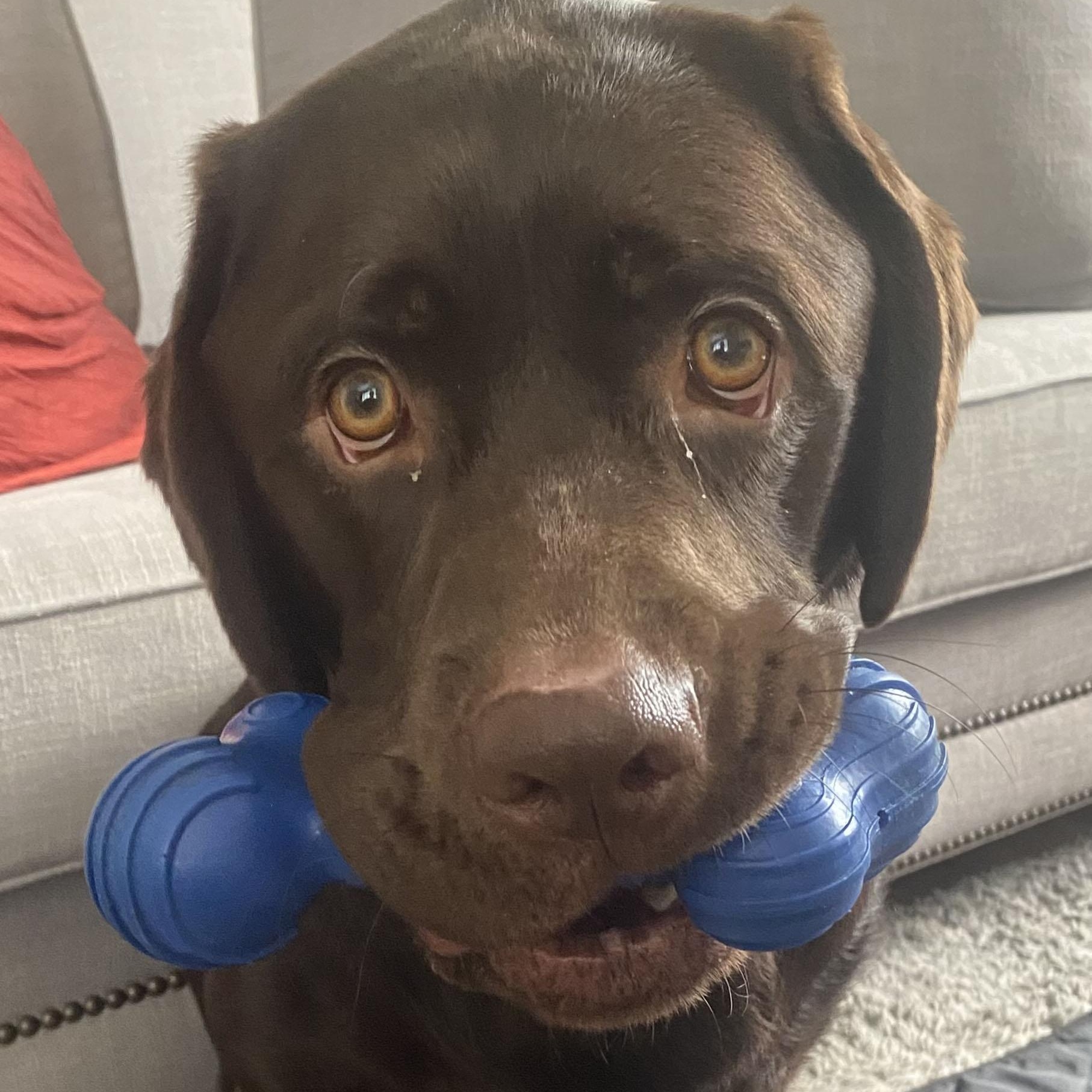 Enlarge Hunter, a ADOPTABLE Labrador Retriever in San Francisco, CA image 4/4