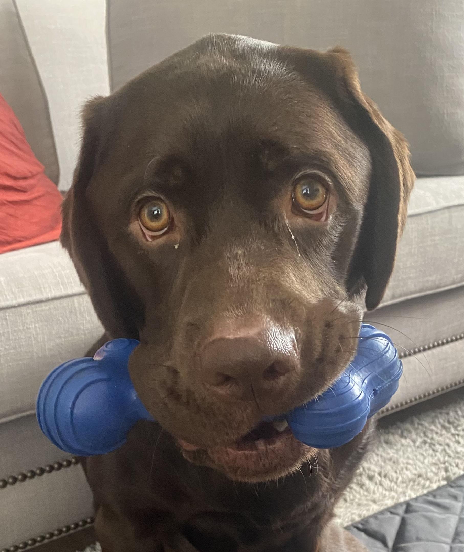 Enlarge Hunter, a ADOPTABLE Labrador Retriever in San Francisco, CA image 4/4