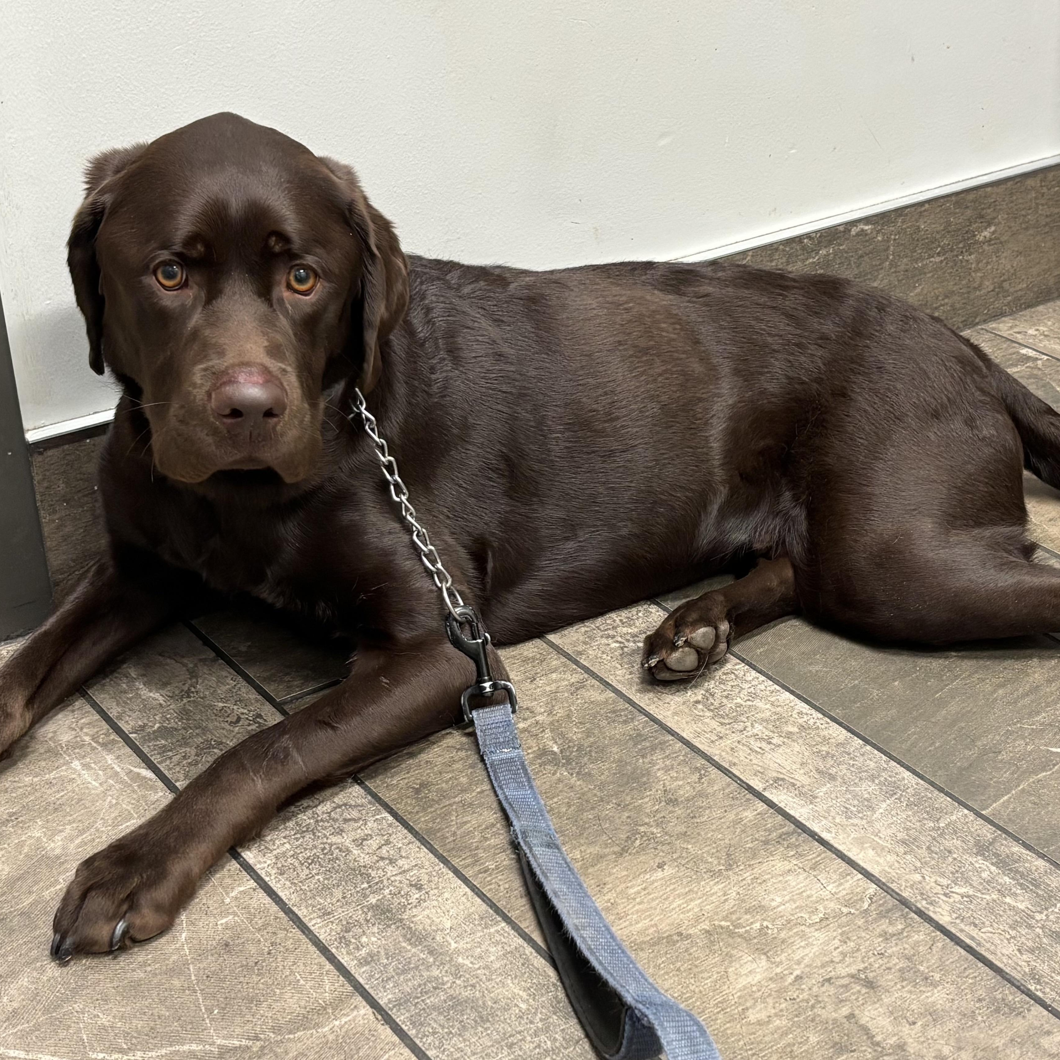 Enlarge Hunter, a ADOPTABLE Labrador Retriever in San Francisco, CA image 5/5