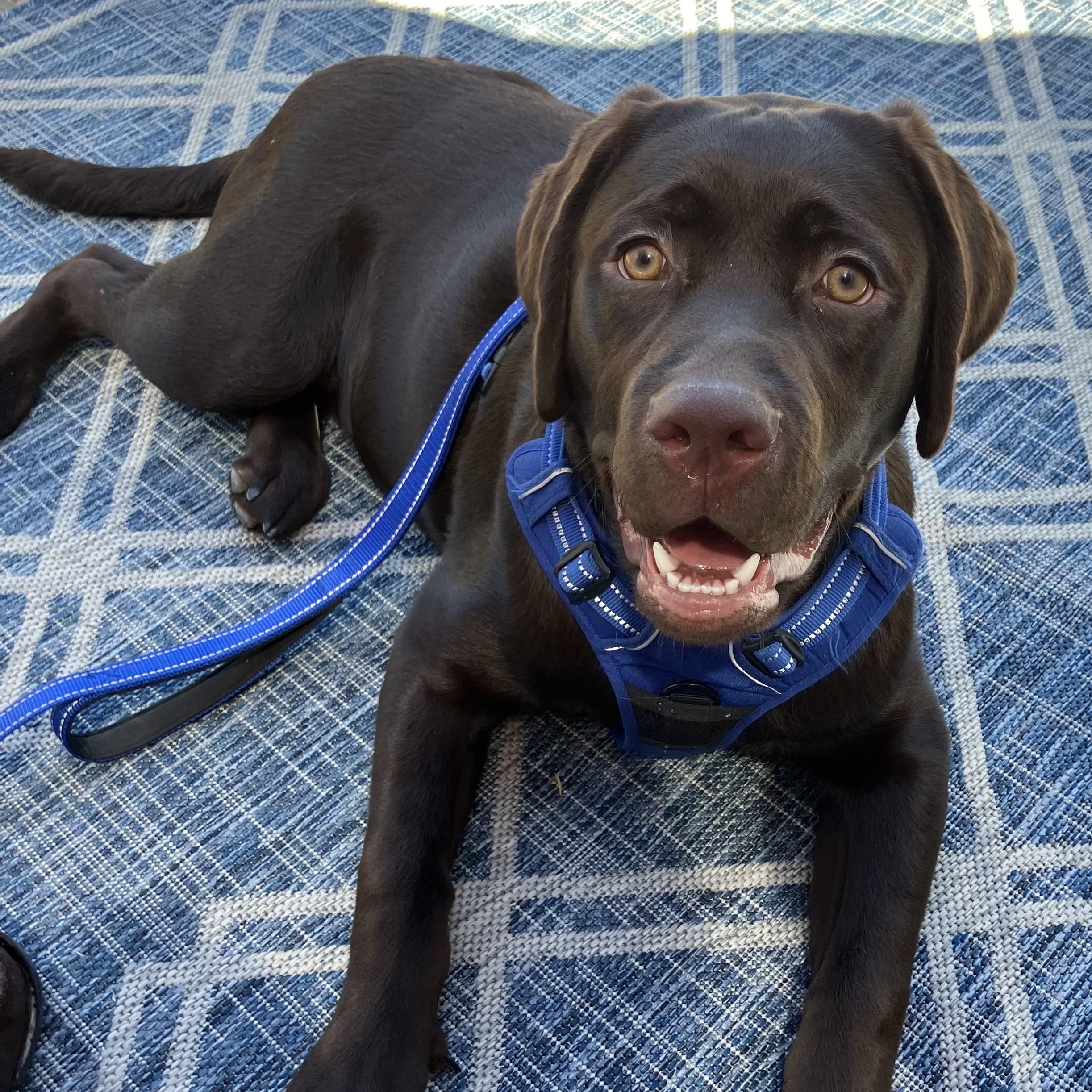 Enlarge Hunter, a ADOPTABLE Labrador Retriever in San Francisco, CA image 3/5