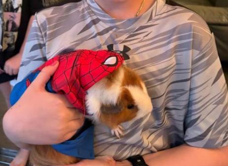 Enlarge Snickers and Pumpkin, a Adoptable Guinea Pig in Palm Harbor, FL image 1/6