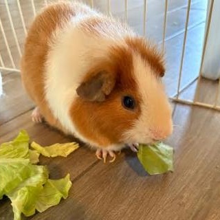 Enlarge Snickers and Pumpkin, a Adoptable Guinea Pig in Palm Harbor, FL image 6/6