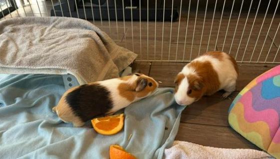 Enlarge Snickers and Pumpkin, a Adoptable Guinea Pig in Palm Harbor, FL image 2/6