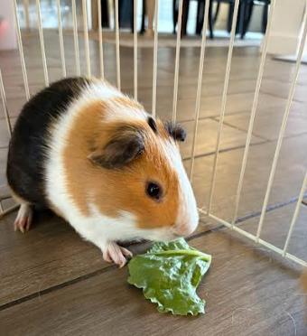 Enlarge Snickers and Pumpkin, a Adoptable Guinea Pig in Palm Harbor, FL image 3/6