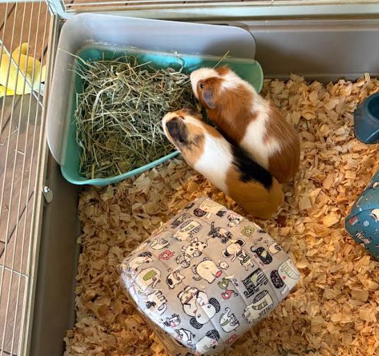 Enlarge Snickers and Pumpkin, a Adoptable Guinea Pig in Palm Harbor, FL image 4/6