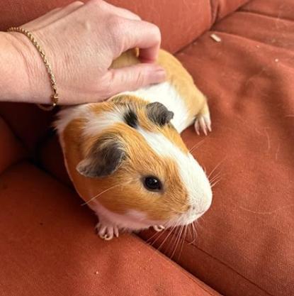 Enlarge Snickers and Pumpkin, a Adoptable Guinea Pig in Palm Harbor, FL image 5/6