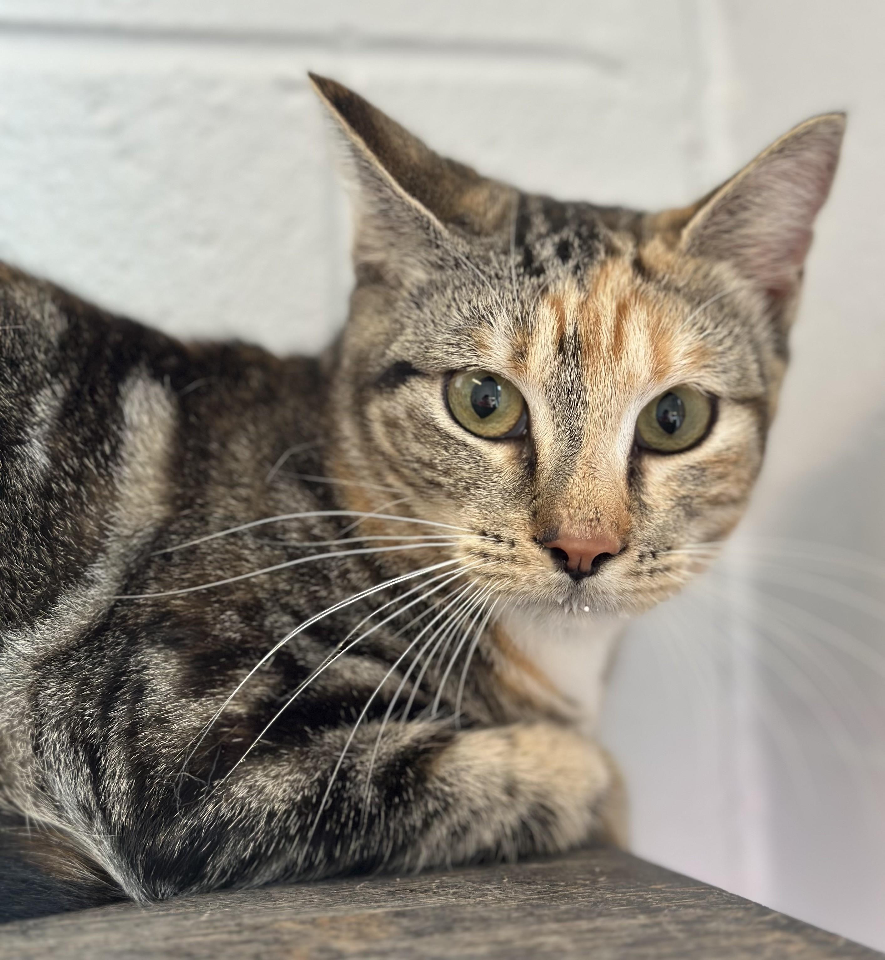 Enlarge Vanessa, a ADOPTABLE Domestic Short Hair in Stafford, VA image 3/3