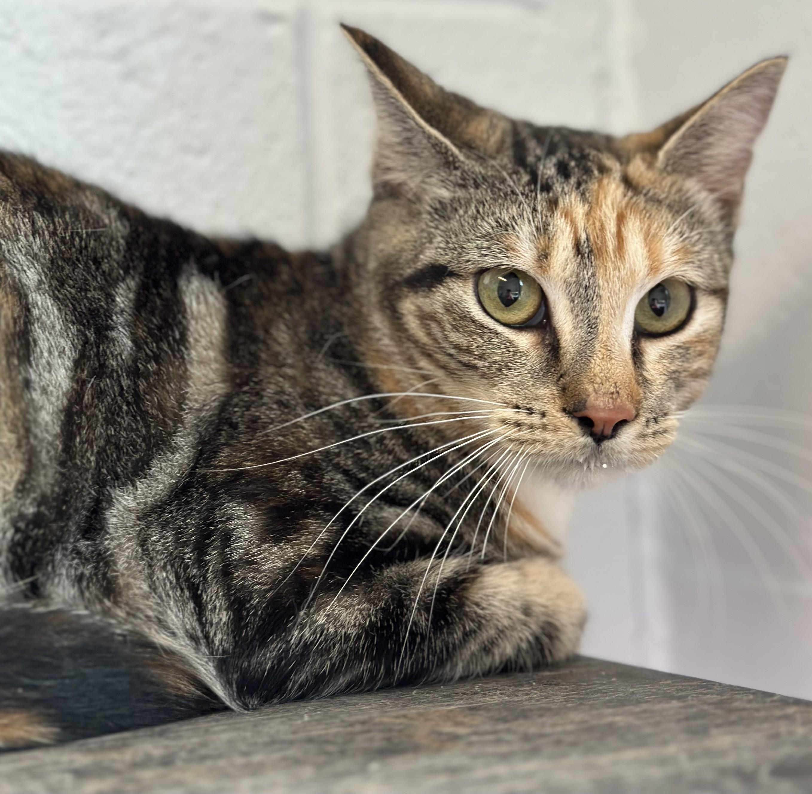 Enlarge Vanessa, a ADOPTABLE Domestic Short Hair in Stafford, VA image 2/3