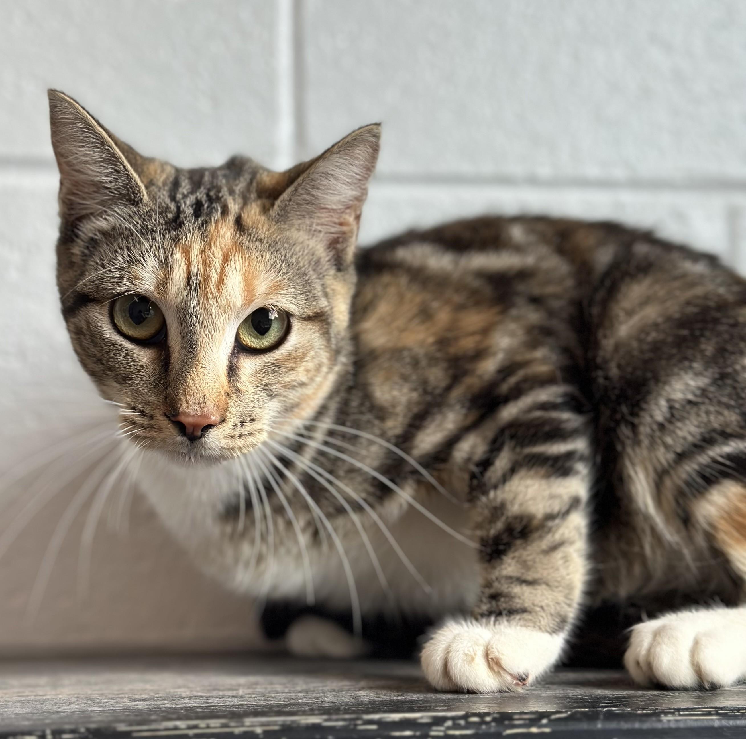 Vanessa, ADOPTABLE, Young Female Domestic Short Hair.