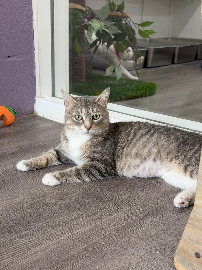 Slate, Adoptable, Young Female Domestic Short Hair.