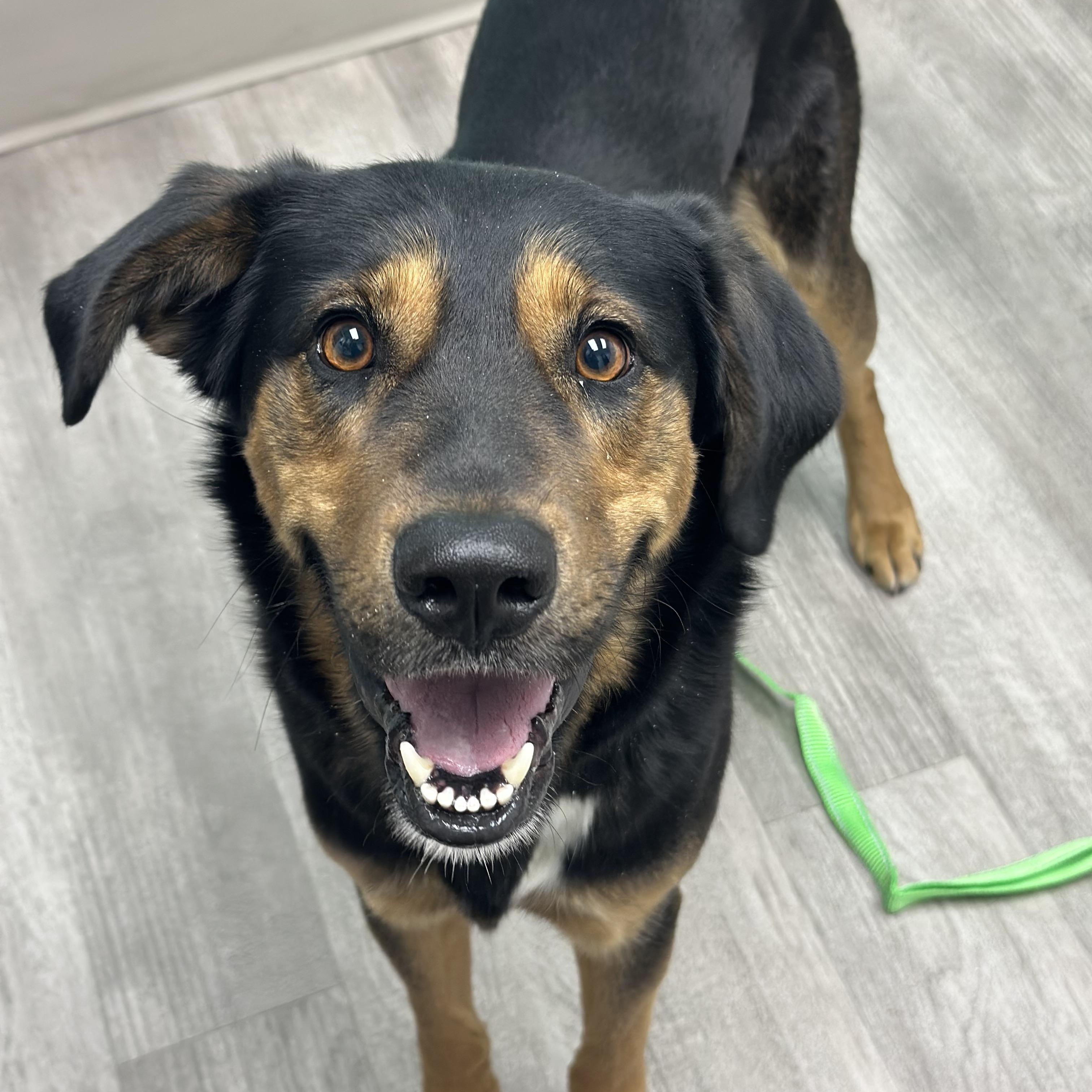 Enlarge Arlington, a ADOPTABLE mixed breed in Suffield, CT image 3/4