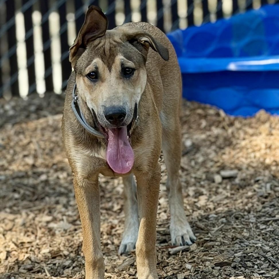 Petey- Gentle Pup, ADOPTABLE, Young Male Shepherd.