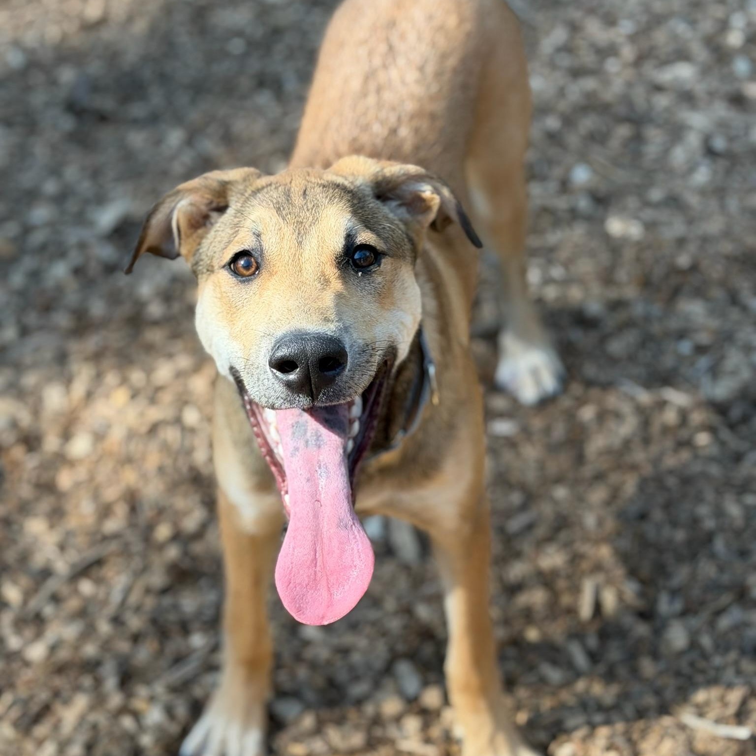 Petey- Gentle Pup, a ADOPTABLE mixed breed in Grass Valley, CA image 6/6