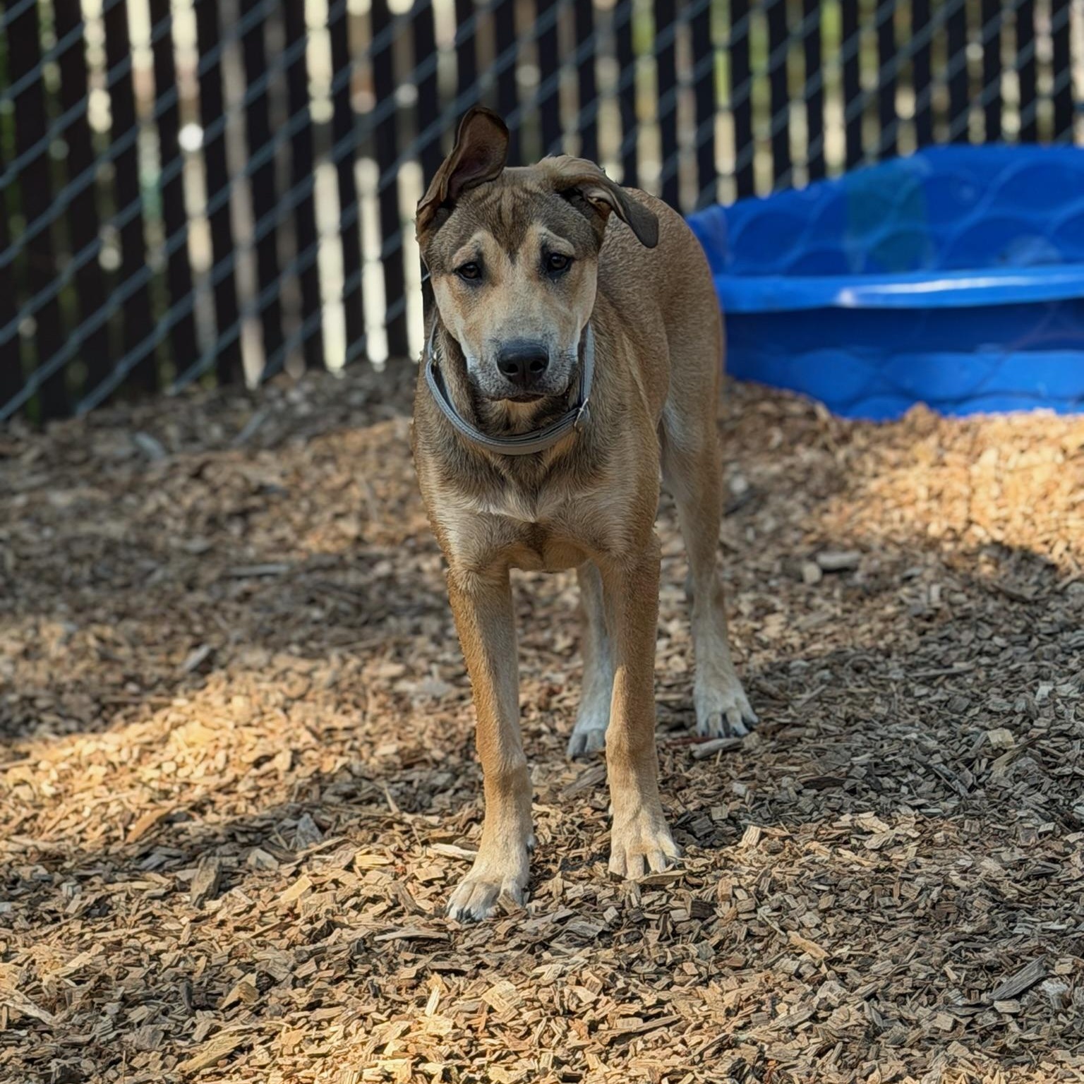 Petey- Gentle Pup, a ADOPTABLE mixed breed in Grass Valley, CA image 2/6