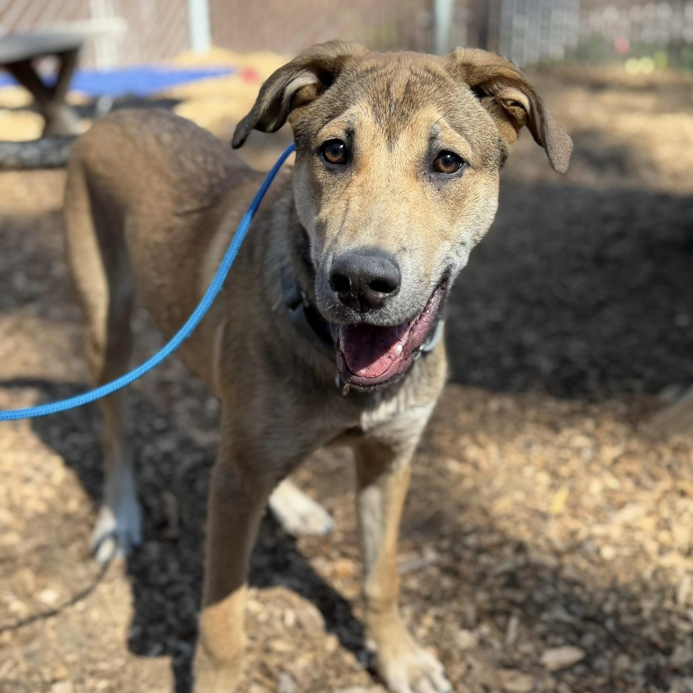Petey- Gentle Pup, a ADOPTABLE mixed breed in Grass Valley, CA image 3/6