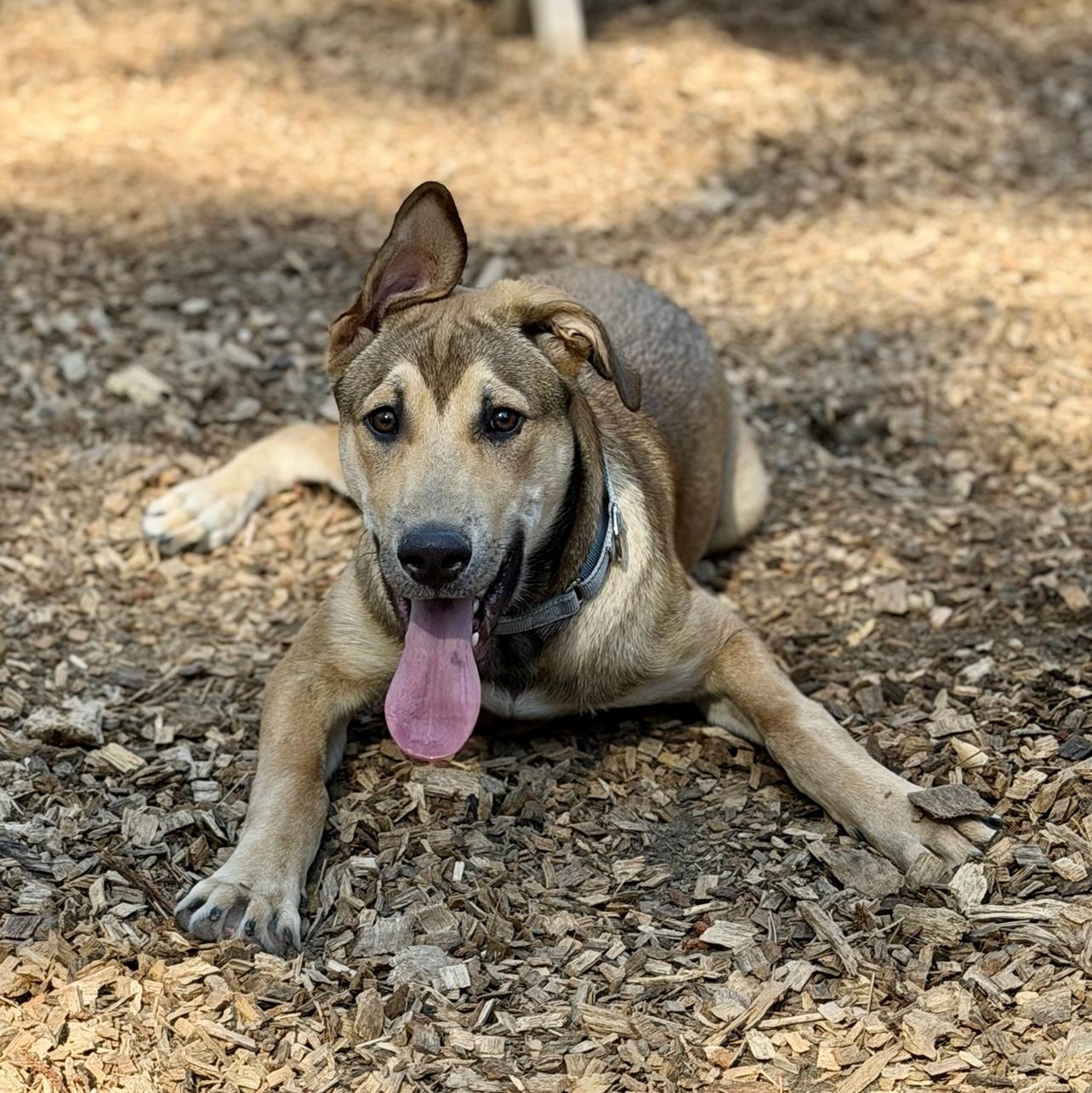 Petey- Gentle Pup, a ADOPTABLE mixed breed in Grass Valley, CA image 5/6
