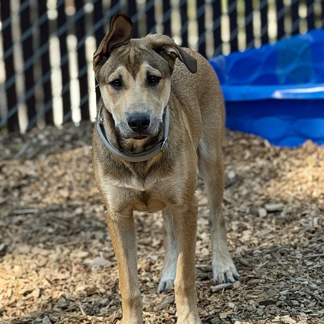 Petey- Gentle Pup, a ADOPTABLE mixed breed in Grass Valley, CA image 4/6