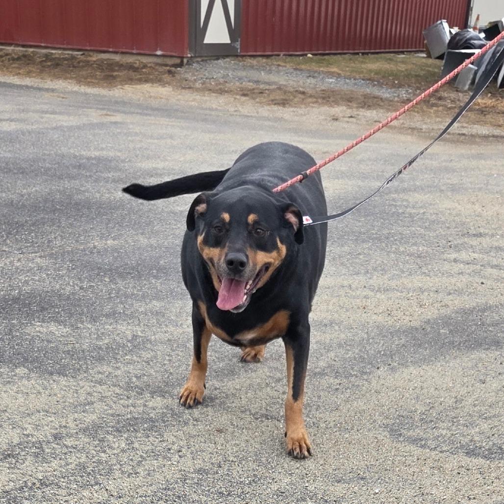 Ella, a Adoptable Rottweiler in Ballston Spa, NY image 1/4