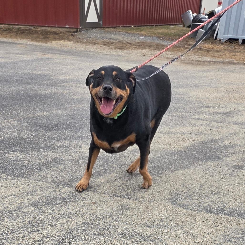 Ella, a Adoptable Rottweiler in Ballston Spa, NY image 2/4