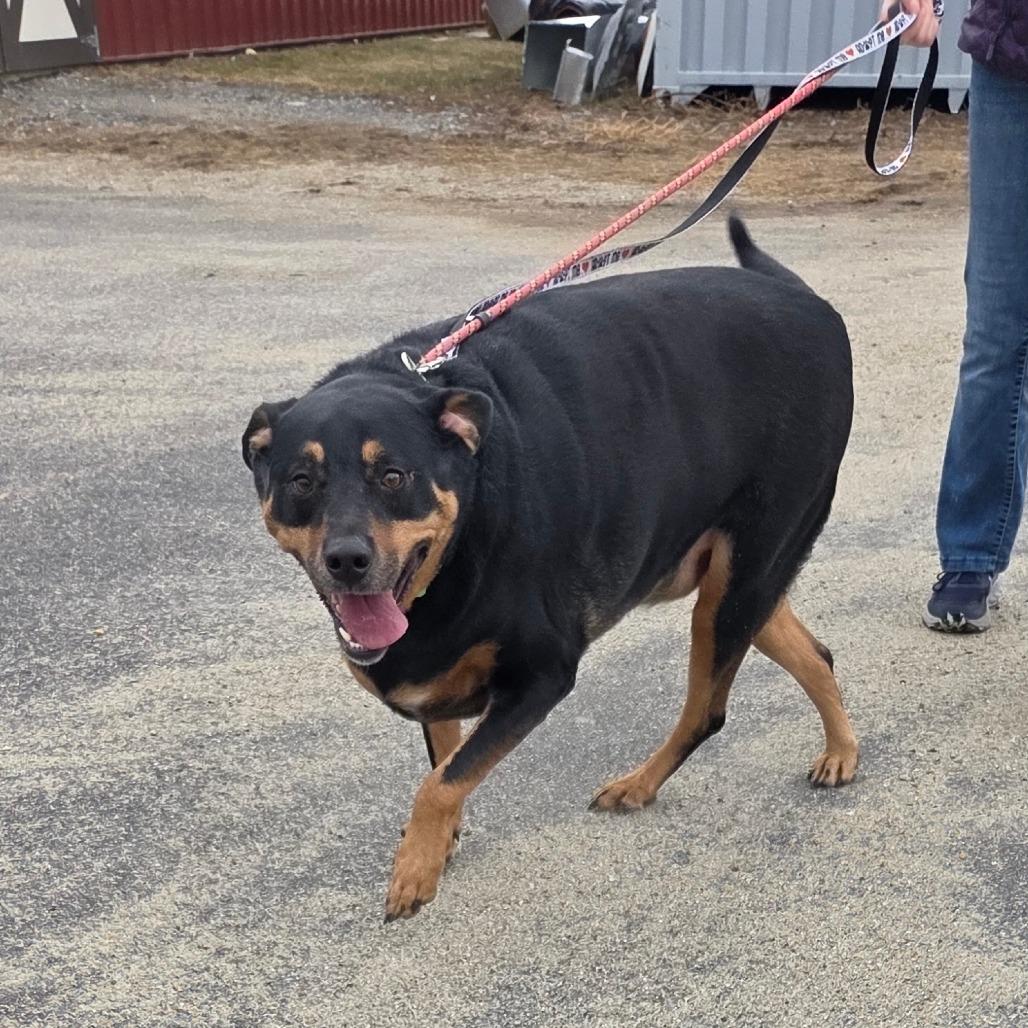 Ella, a Adoptable Rottweiler in Ballston Spa, NY image 3/4