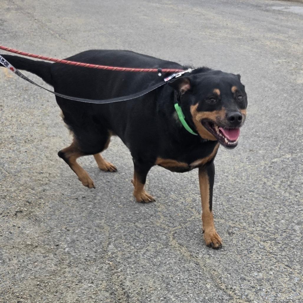 Ella, a Adoptable Rottweiler in Ballston Spa, NY image 4/4