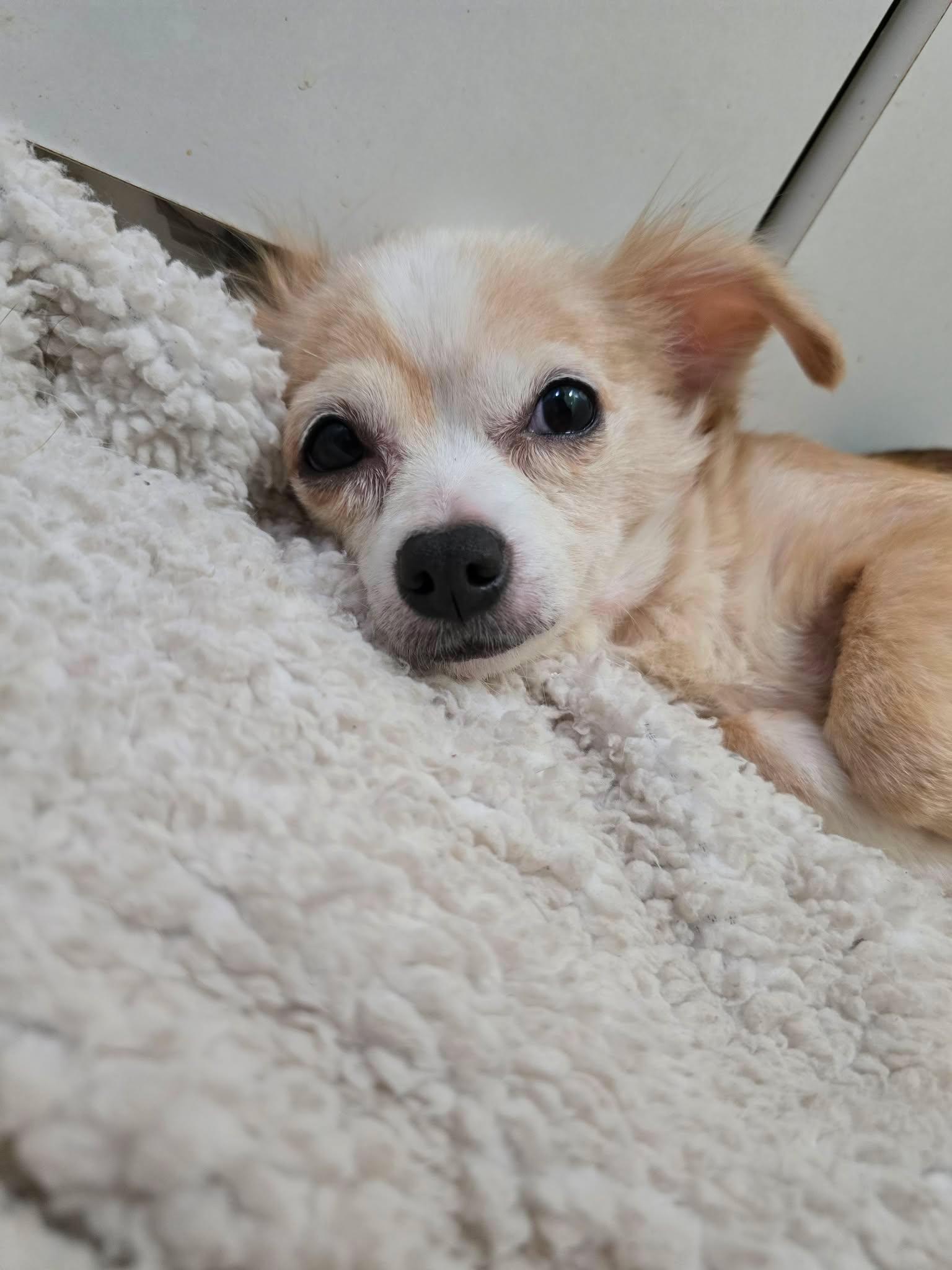 Faith, Adopted, Adult Female Chihuahua.