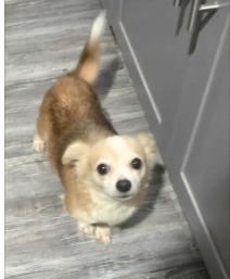 Enlarge Faith, a Adopted Chihuahua in Austin, TX image 2/6