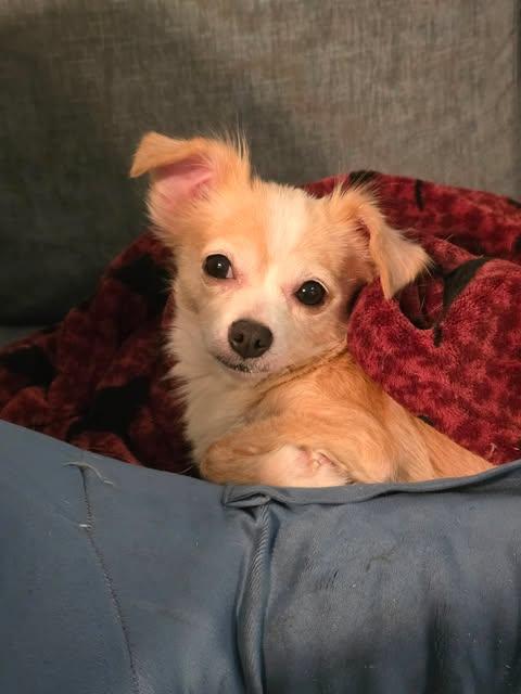 Enlarge Faith, a Adopted Chihuahua in Austin, TX image 3/6
