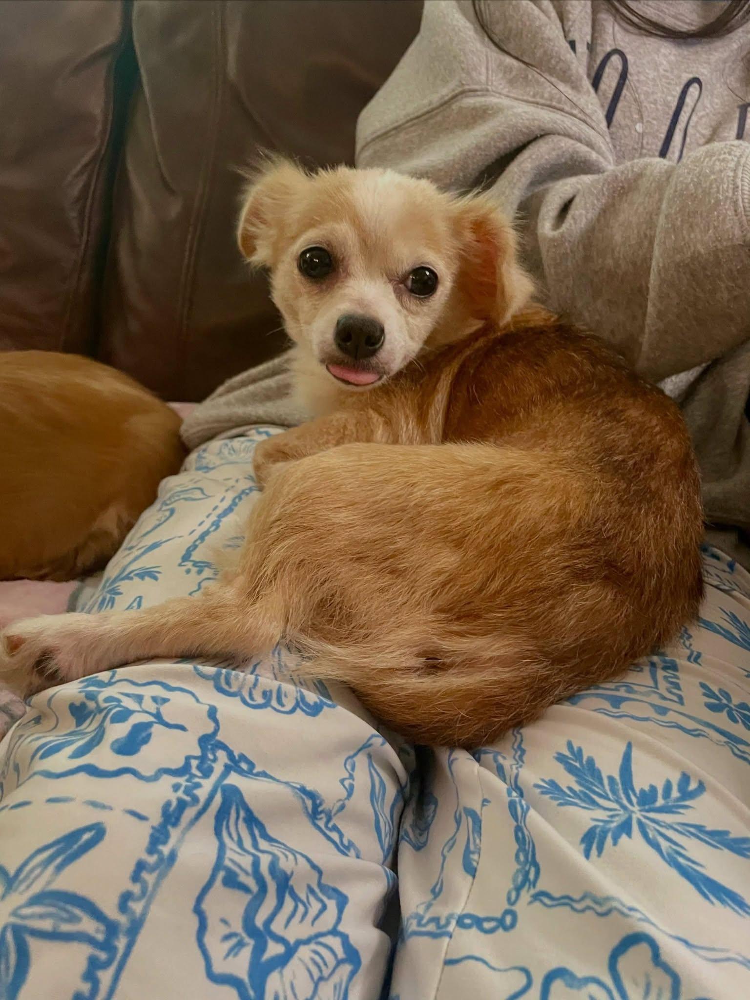 Enlarge Faith, a Adopted Chihuahua in Austin, TX image 4/6