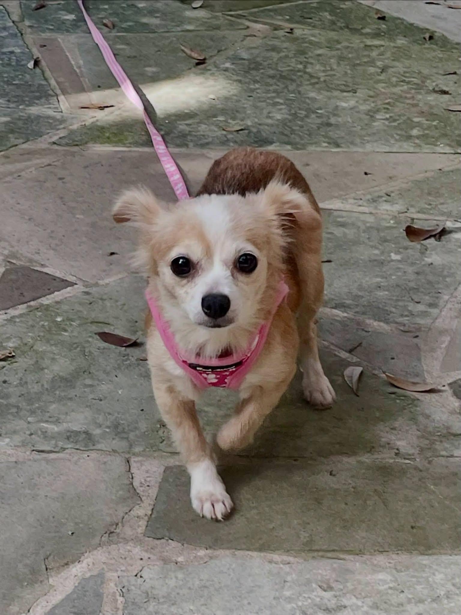 Enlarge Faith, a Adopted Chihuahua in Austin, TX image 5/6