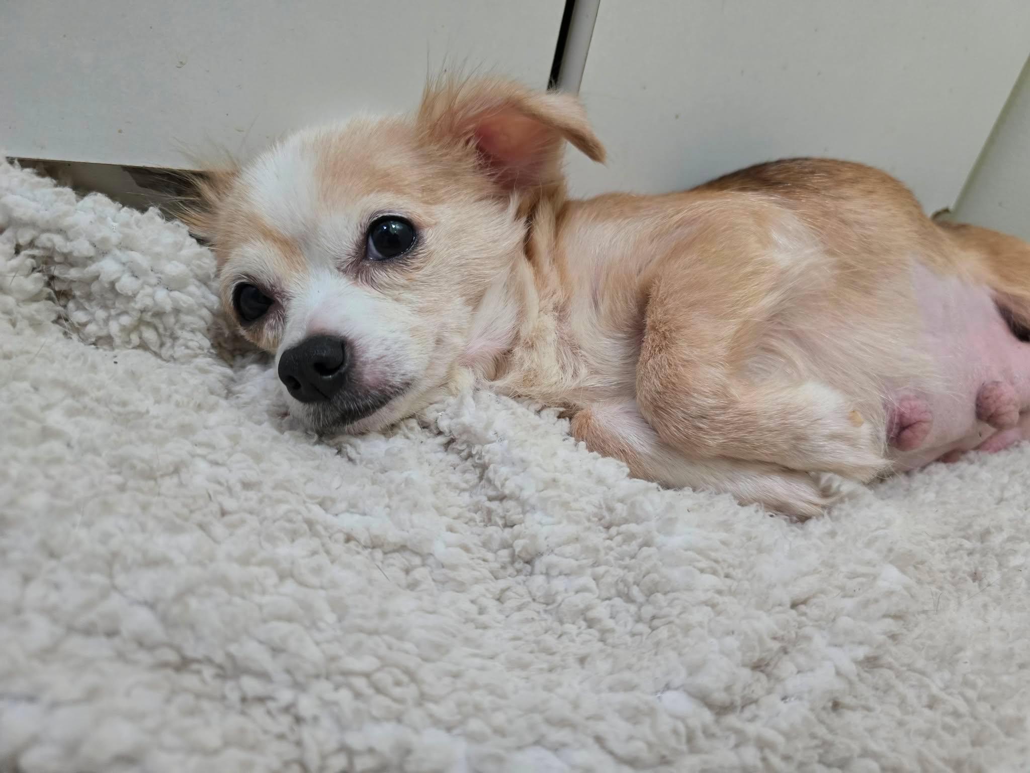 Enlarge Faith, a Adopted Chihuahua in Austin, TX image 6/6