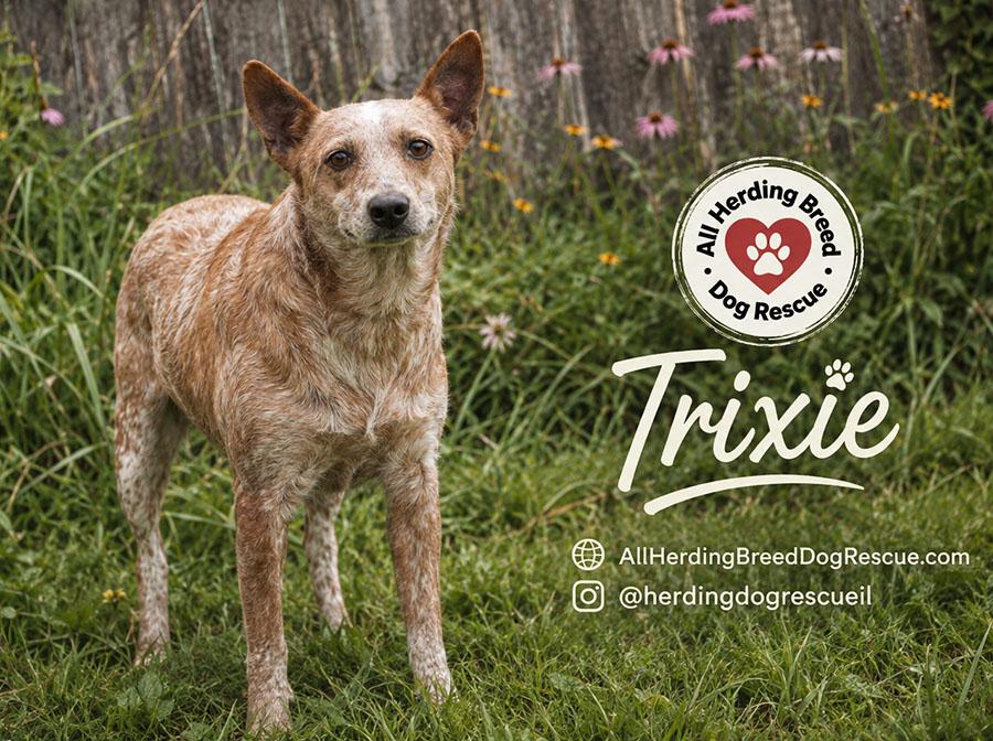 Trixie, ADOPTABLE, Adult Female Australian Cattle Dog / Blue Heeler.