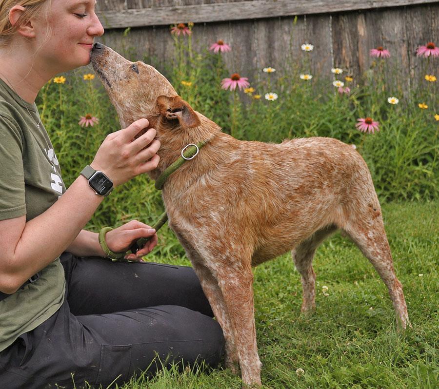 Enlarge Trixie, a ADOPTABLE mixed breed in Joliet, IL image 2/3