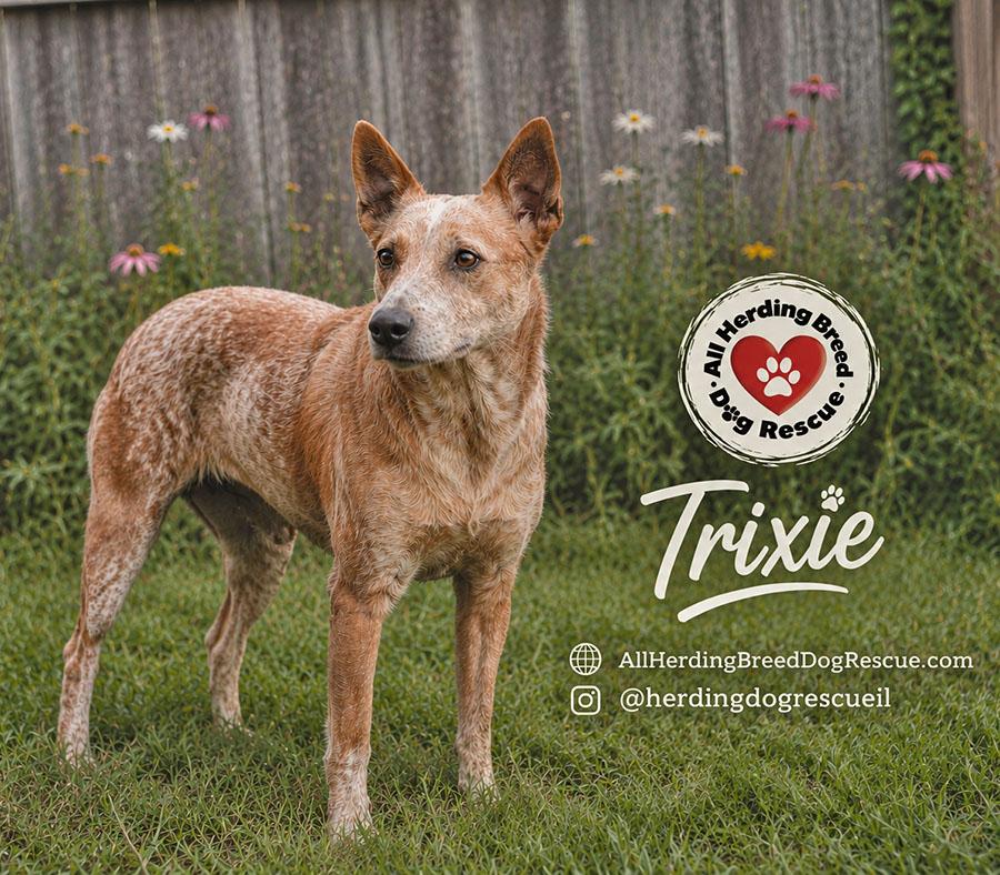 Enlarge Trixie, a ADOPTABLE mixed breed in Joliet, IL image 3/3