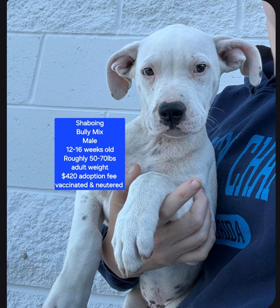 Enlarge Shaboing, a ADOPTABLE American Bully in Oviedo, FL image 1/1