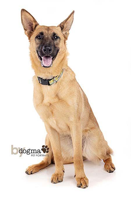 Nicki, Adoptable, Young Female German Shepherd Dog.