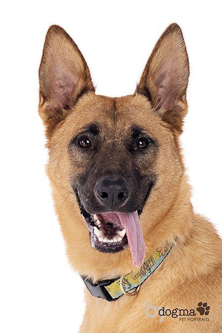 Enlarge Nicki, a Adoptable German Shepherd Dog in Irvine, CA image 1/3