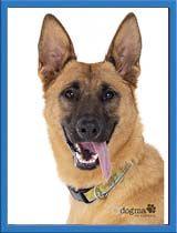 Enlarge Nicki, a Adoptable German Shepherd Dog in Irvine, CA image 1/6