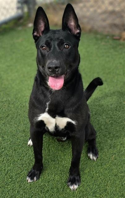 CURRY, Adoptable, Young Male Mixed Breed.