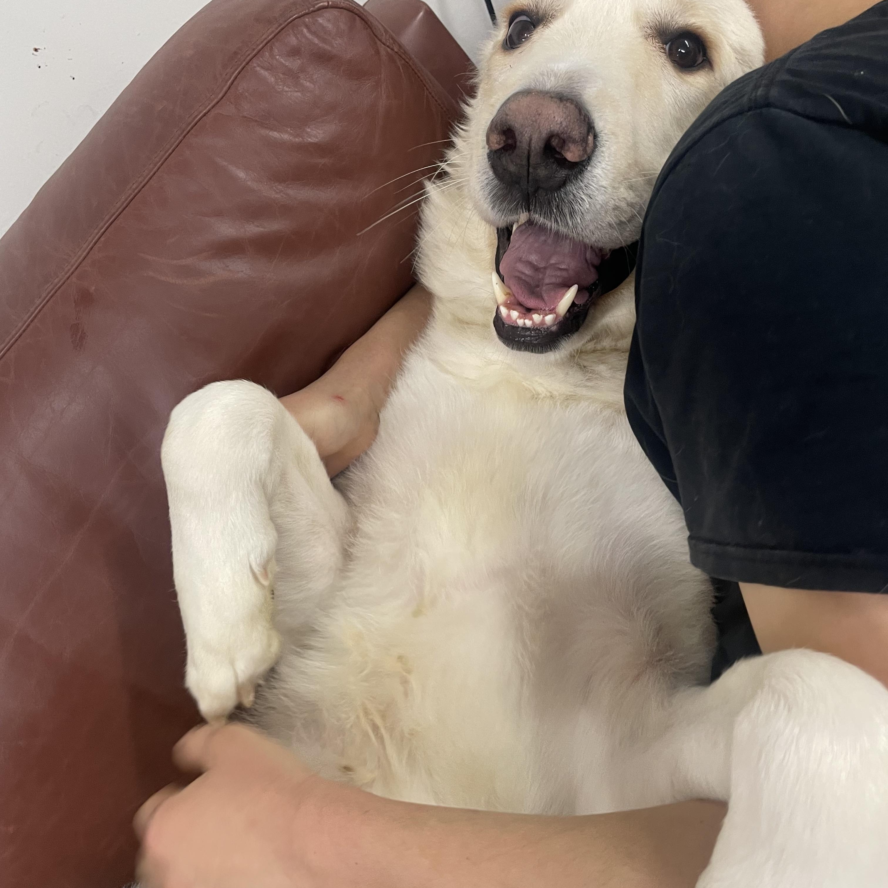 Brody (Contact Rachel), a Adoptable Great Pyrenees in Sherman Oaks, CA image 5/5