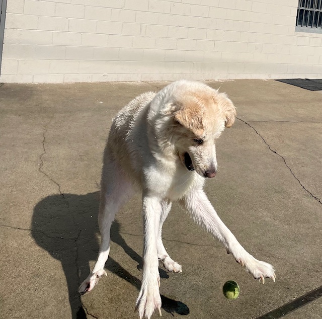 Brody (Contact Rachel), a Adoptable Great Pyrenees in Sherman Oaks, CA image 3/5