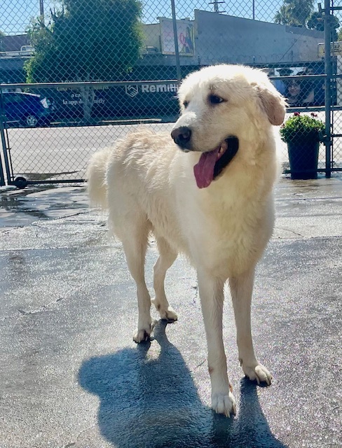 Brody (Contact Rachel), a Adoptable Great Pyrenees in Sherman Oaks, CA image 4/5