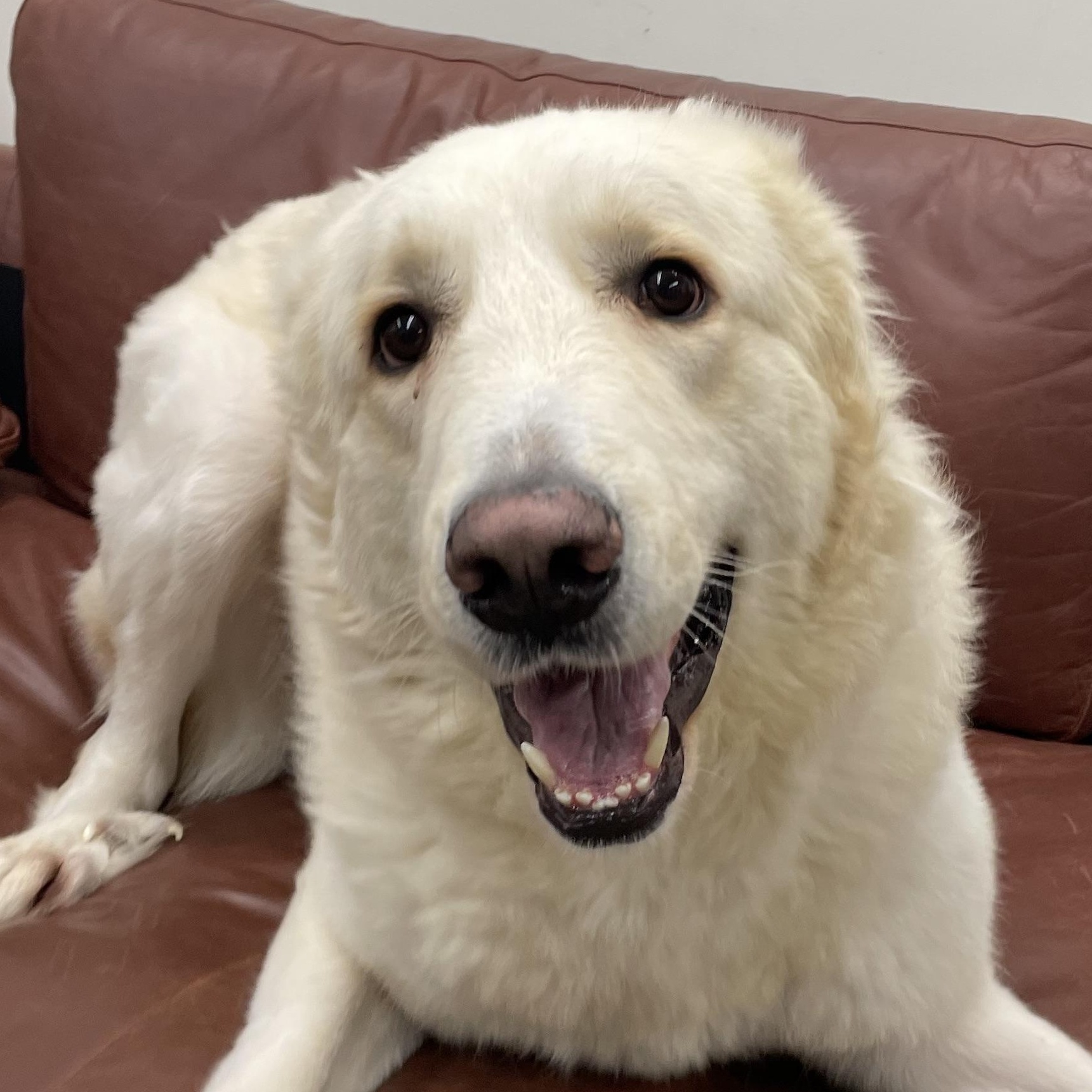 Brody (Contact Rachel), a Adoptable Great Pyrenees in Sherman Oaks, CA image 1/5