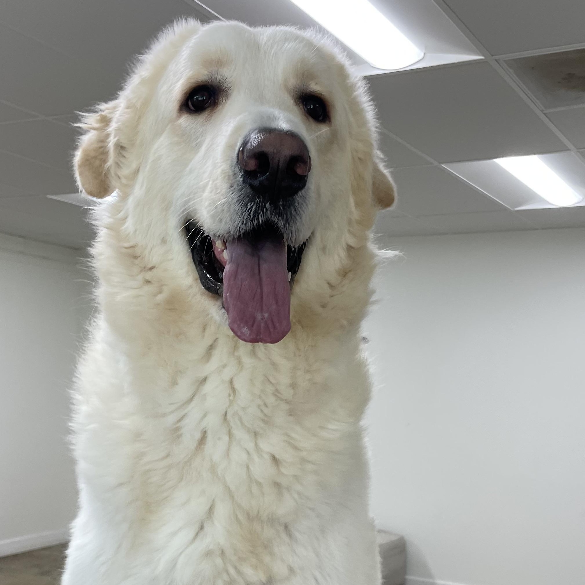 Brody (Contact Rachel), a Adoptable Great Pyrenees in Sherman Oaks, CA image 2/5