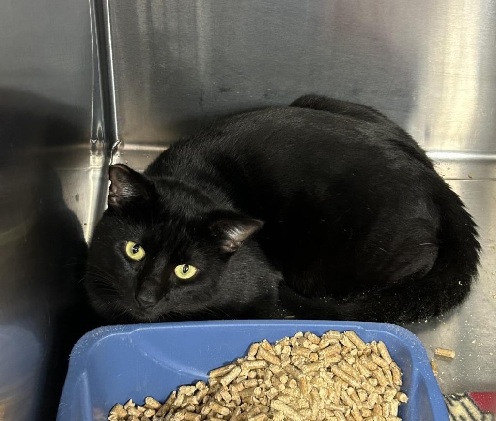 Brashen, Adoptable, Young Male Domestic Short Hair.