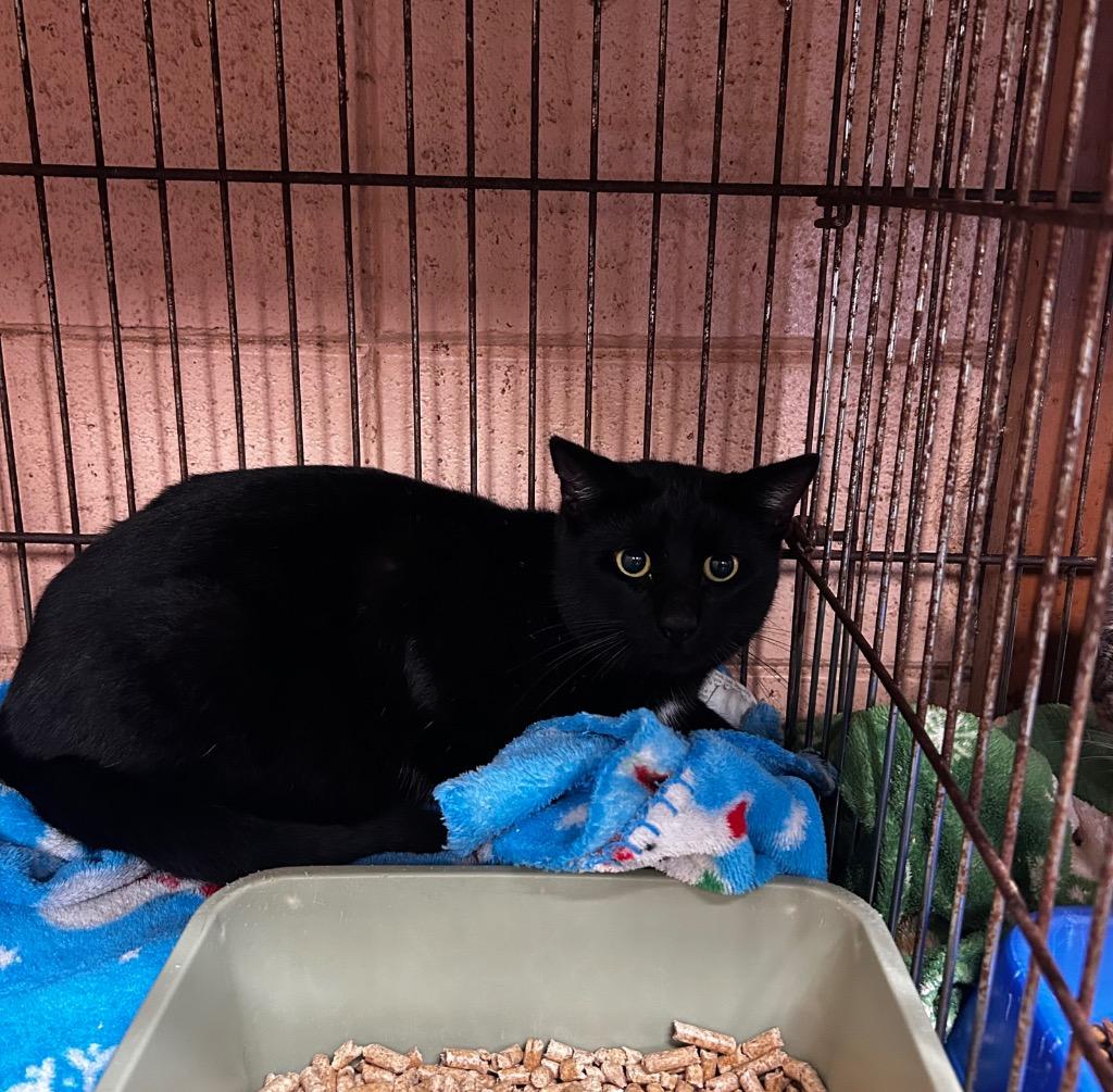 Enlarge Brashen, a Adoptable mixed breed in Gautier, MS image 2/2