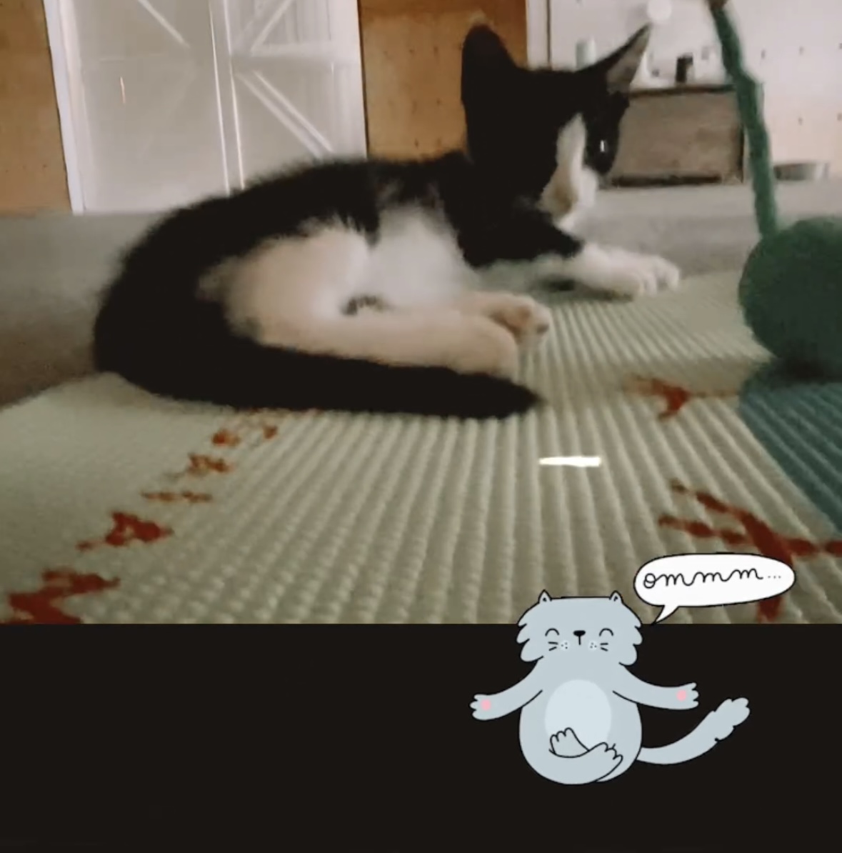 Hercules, a Adopted Domestic Short Hair in Long Valley, NJ image 1/4