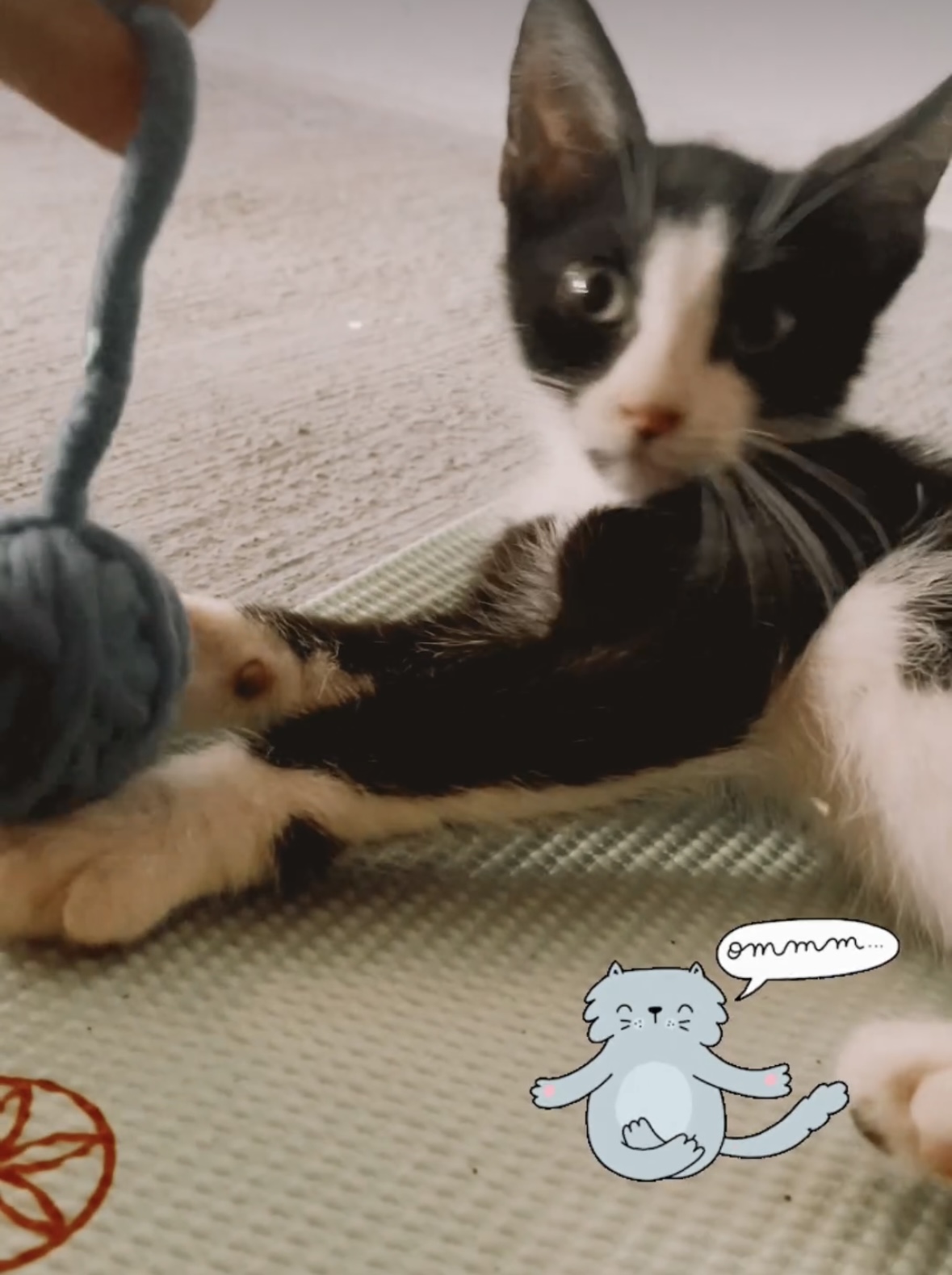 Hercules, a Adopted Domestic Short Hair in Long Valley, NJ image 2/4