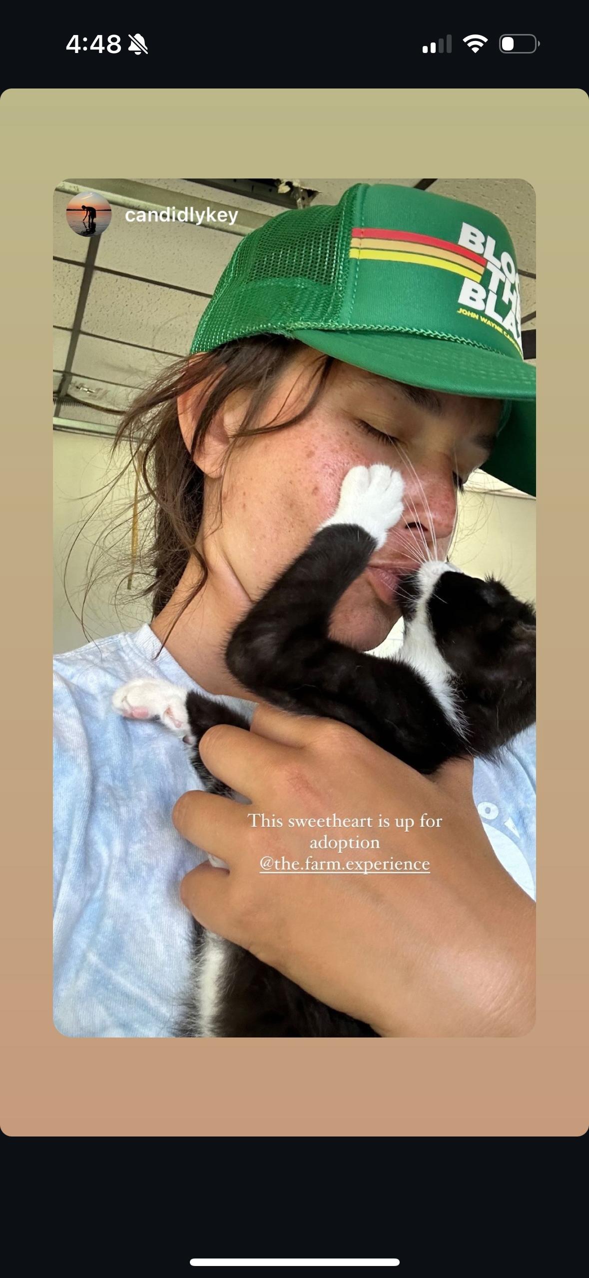 Hercules, a Adopted Domestic Short Hair in Long Valley, NJ image 3/4